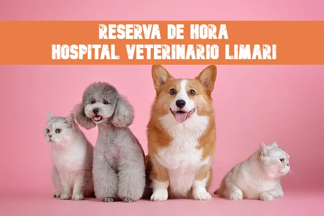 Reserva de hora en el Hospital Veterinario Limari